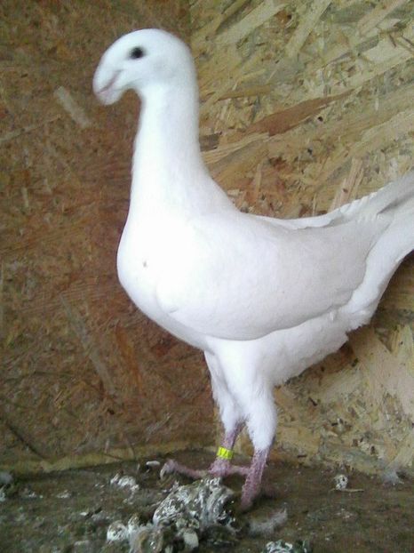 Photo0330 - masculi 2018