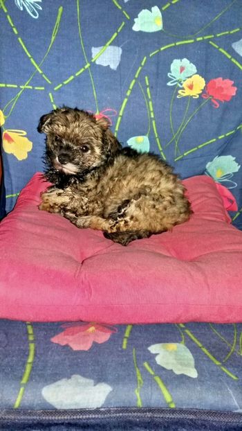 Kira - Bishon Havanez