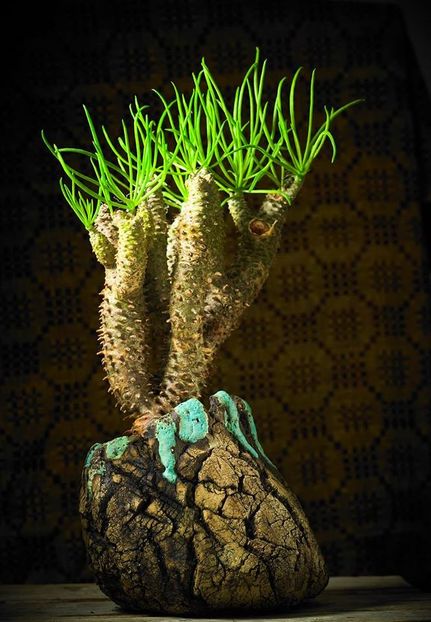 Mark Follon - Tylecodon wallichii - Vase - aranjamente - accesorii