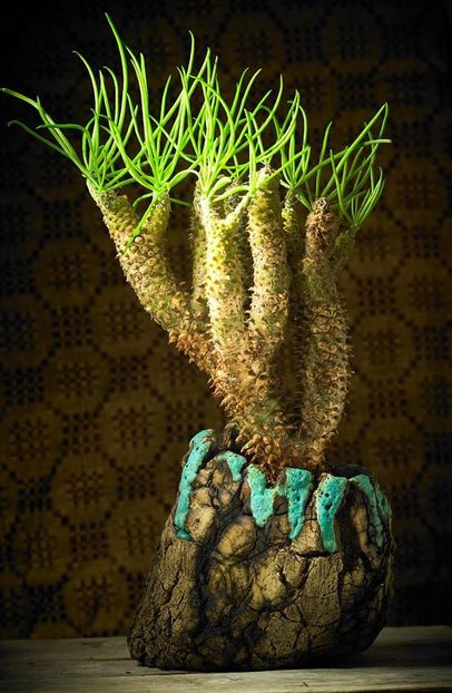 Mark Follon - Tylecodon wallichii - Vase - aranjamente - accesorii
