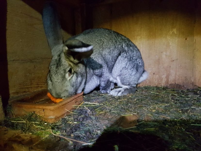 Femela chinchilla - Uriaș german chinchilla