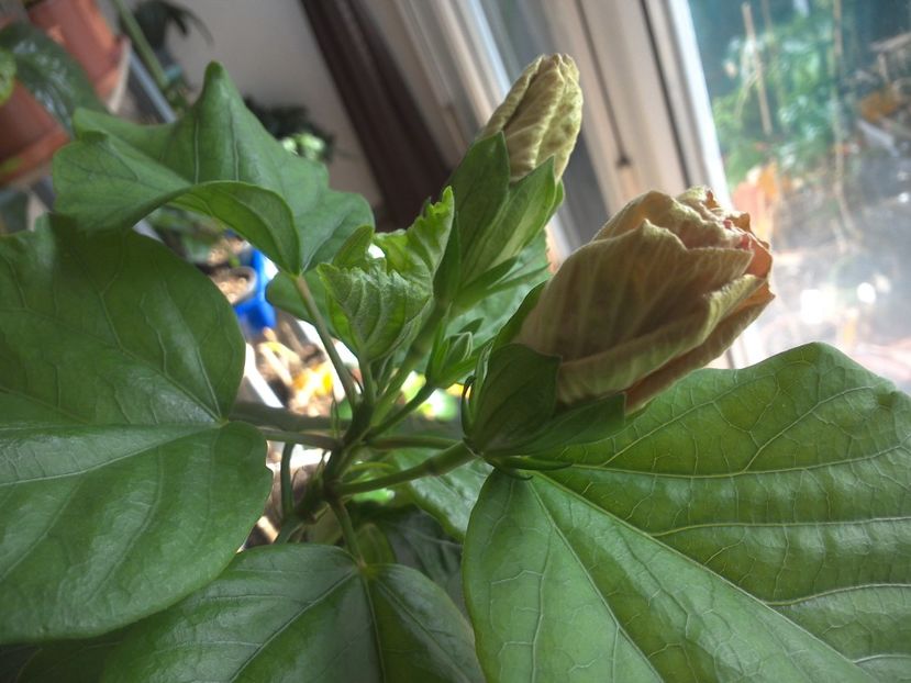 WIN_20180301_112544 - Tahitian French Toast