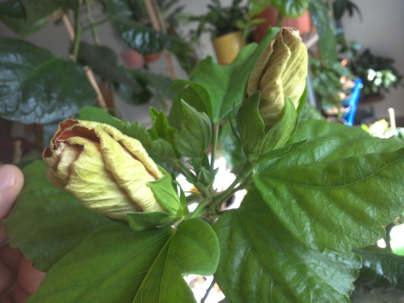 WIN_20180301_112617 - Tahitian French Toast