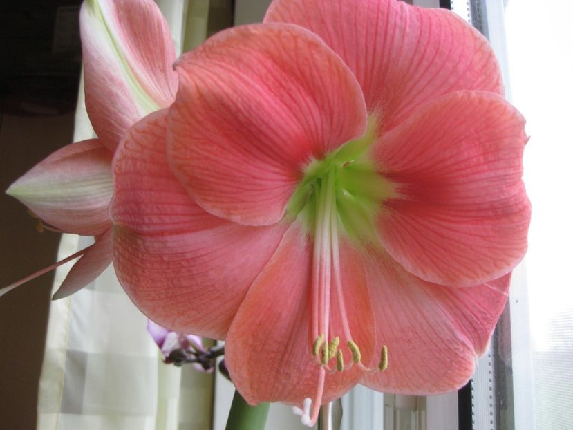 Amaryllis roz - 2017-2018 Frumoasele mele