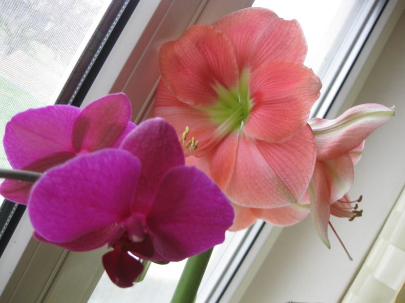  - 2017-2018 Frumoasele mele