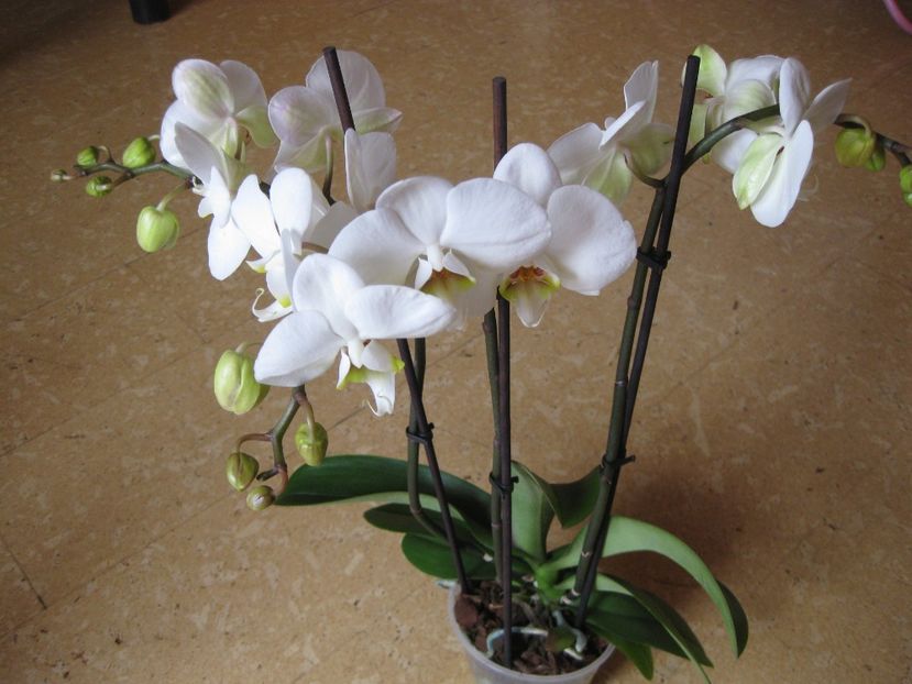  - 2017-2018 Frumoasele mele