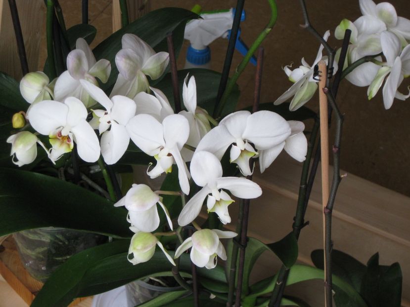  - 2017-2018 Frumoasele mele