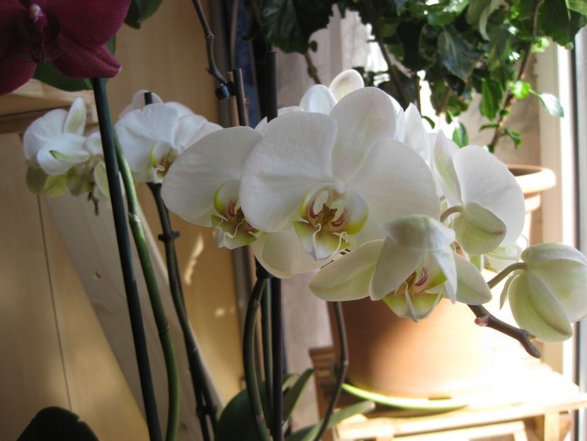  - 2017-2018 Frumoasele mele