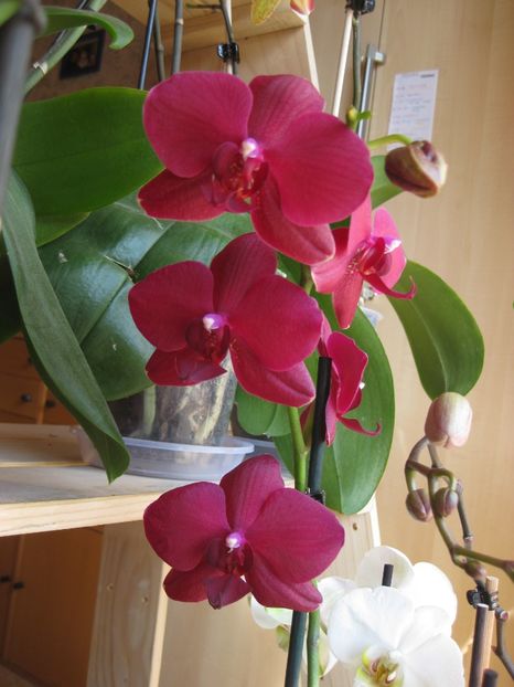  - 2017-2018 Frumoasele mele