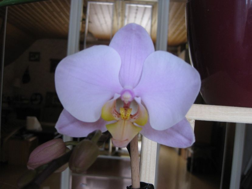  - 2017-2018 Frumoasele mele