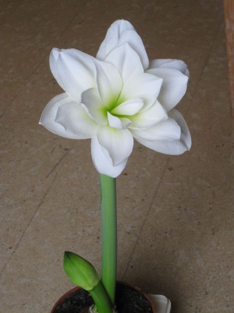 Amaryllis alb - 2017-2018 Frumoasele mele