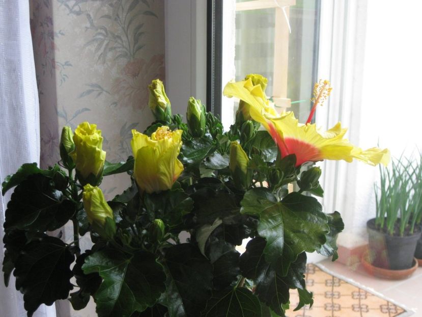 hibicus grandiflora - 2017-2018 Frumoasele mele