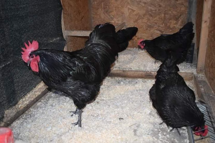  - Australorp Negru