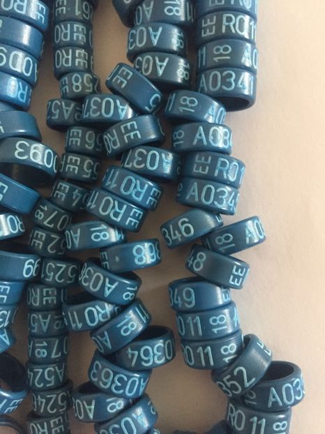  - Inele Ornament 2018 EE