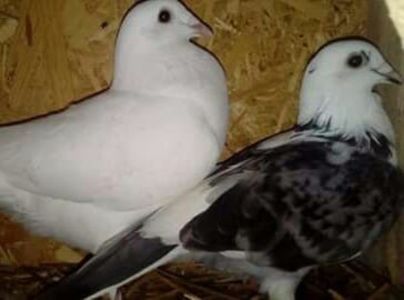 received_2142090789385425 - Matca de porumbei voiajori 2018