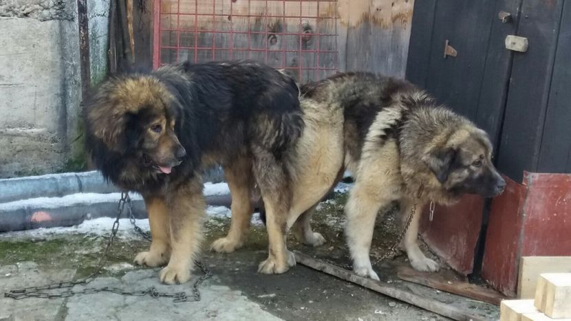 3 - Ciobanesc Caucazian