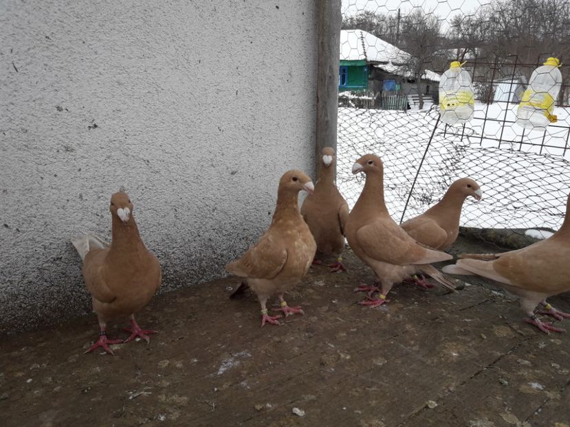  - Porumbei Germani de Frumusete