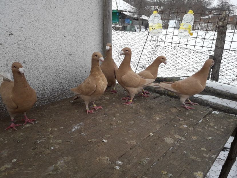  - Porumbei Germani de Frumusete