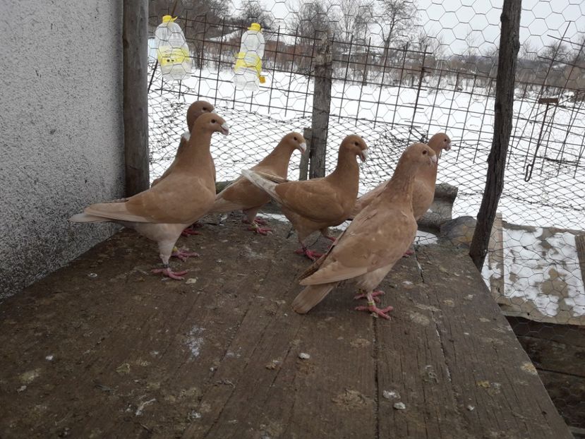  - Porumbei Germani de Frumusete