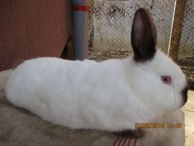 prod.proprie 2017 !!! - X ARHIVA IEPURI CE AM AVUT