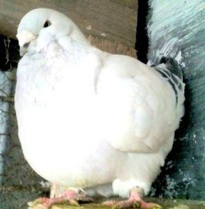 110191842_CXCFRVU3 - - A - CRESCATOR POLIVALENT