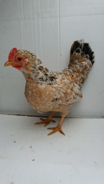 vanduta - De vanzare gainuse mi de flori