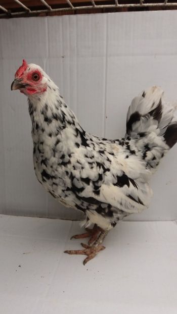 vanduta - De vanzare gainuse mi de flori