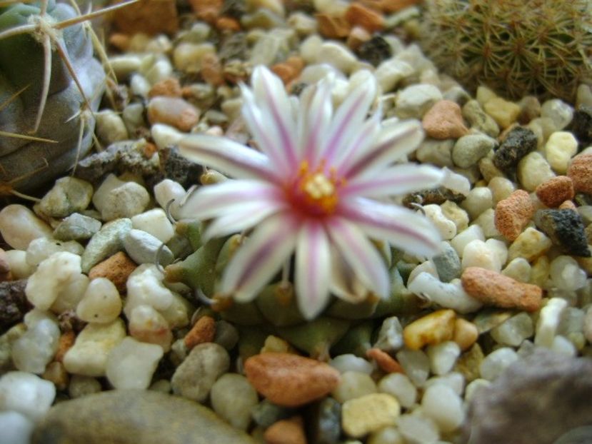 9 febr. 2018 - Turbinicarpus panarottoi - Flori in plina iarna
