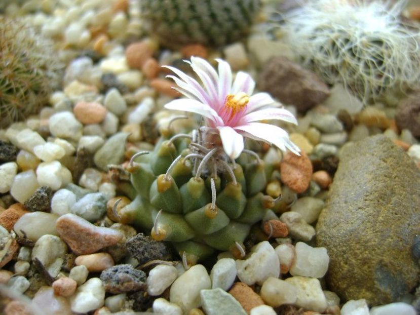 9 febr. 2018 - Turbinicarpus panarottoi - Flori in plina iarna