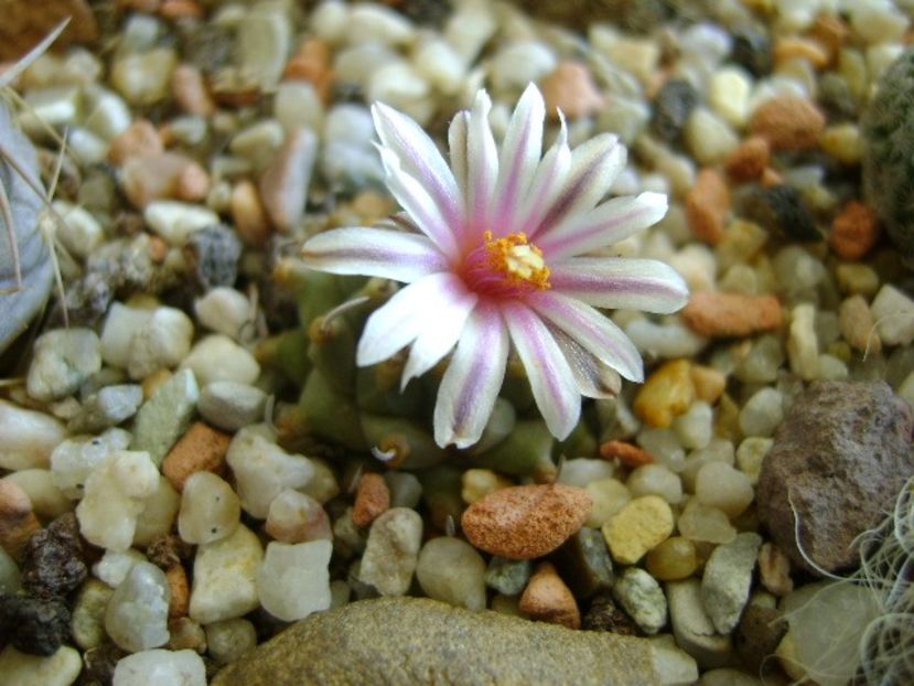 Turbinicarpus panarottoi - Cactusi 2018