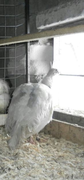 SAM_0087-1 - P--Paunii Silver Pied