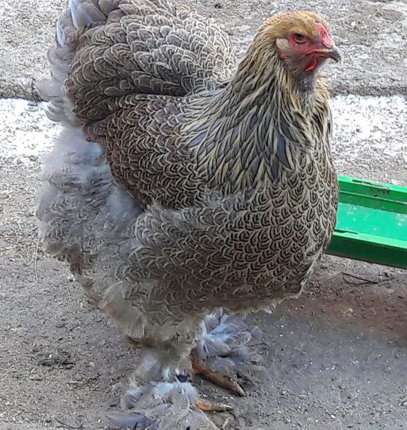 Matura 2016 - B__Brahma Potarnichiu pe albastru