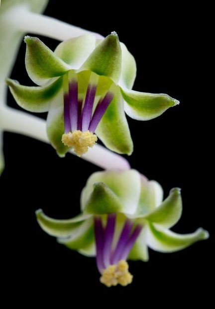 Ledebouria socialis - Suculente 2018