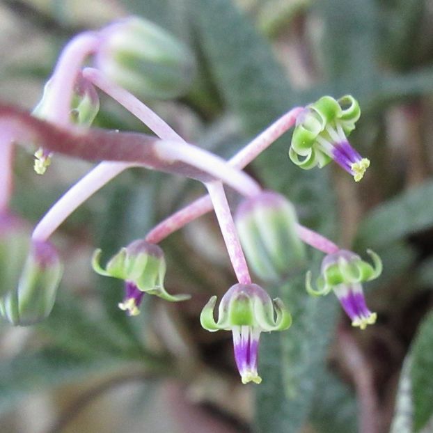 25 febr. 2018: Ledebouria socialis - Flori in plina iarna