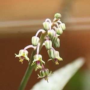 25 febr. 2018: Ledebouria socialis - Flori in plina iarna