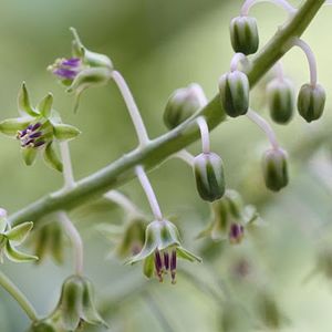 25 febr. 2018: Ledebouria socialis - Flori in plina iarna
