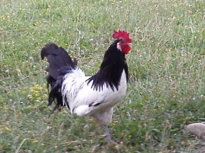 1 705 - A -DE VANZARE