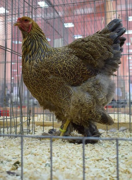  - B__Brahma Potarnichiu pe albastru