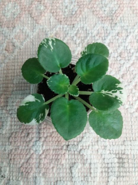 1 mar - ZZ RS Ariel sport