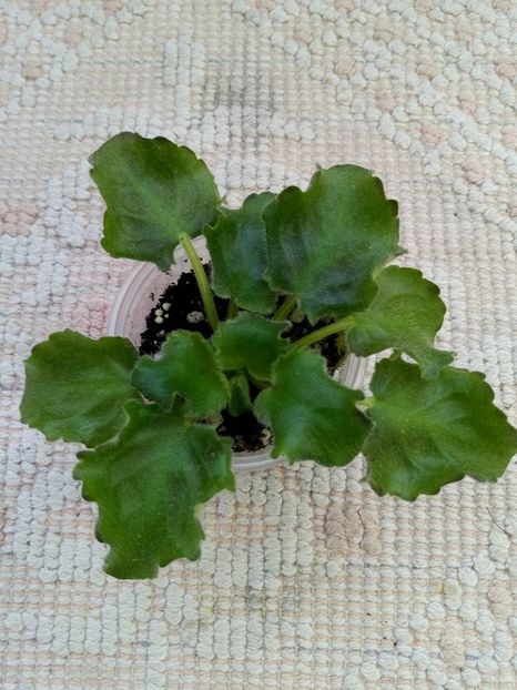 1 mar- un pui cu frunze crete si deschise la culoare - ZZ Rob s Hopscotch