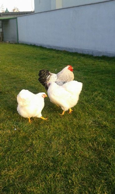 25485358_1537308183003990_1627062005_o - Wyandotte alb 2018