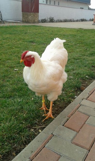 25508893_1537298919671583_1112876351_o - Wyandotte alb 2018