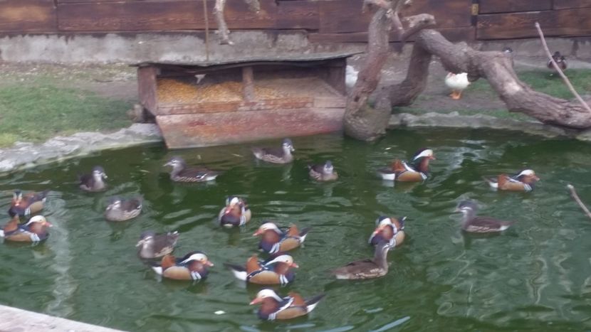  - rate mandarin