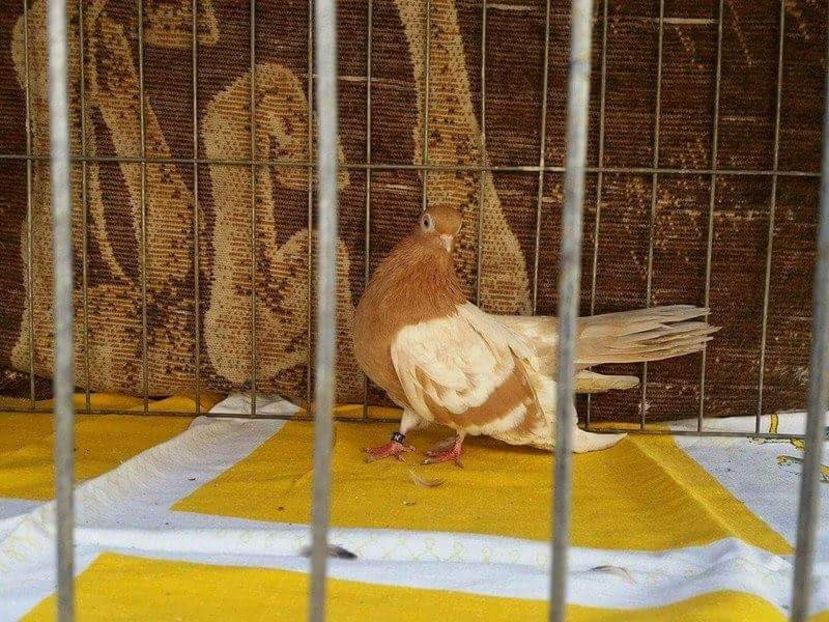 received_1062521957207077 - 9-Dungat Romanesc