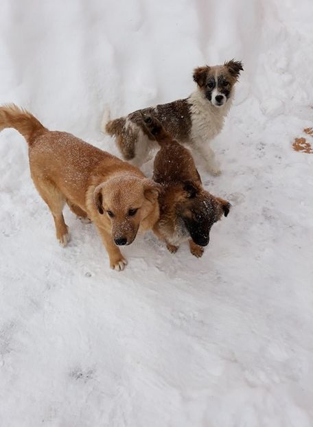  - Iarnă sau primăvară?