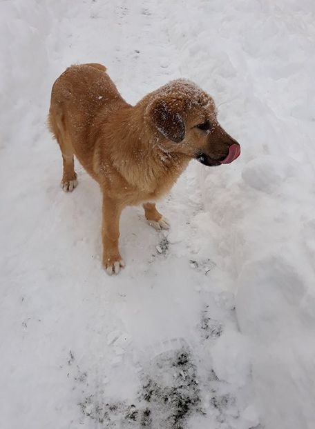  - Iarnă sau primăvară?