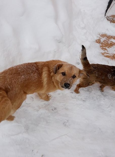  - Iarnă sau primăvară?