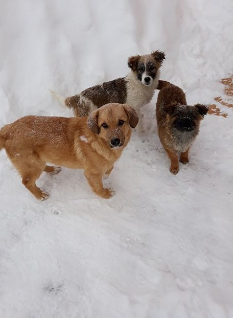  - Iarnă sau primăvară?