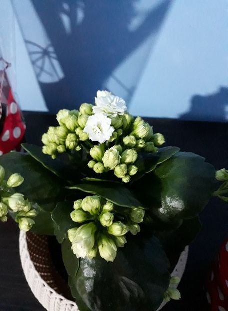  - 2018 - Florile mele