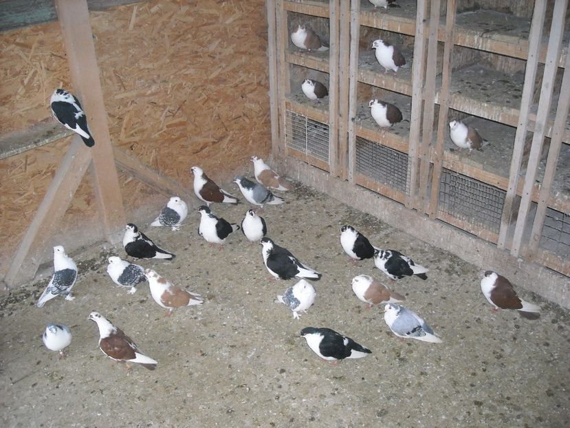  - DE PRIN PORUMBARIE